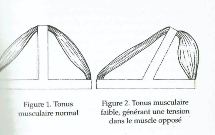 séance kinésiologie compiègne